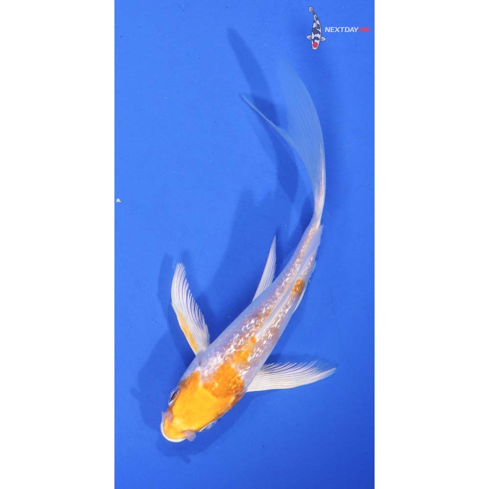4.5” Imported Gin Rin Lemon Hariwake Butterfly Koi
