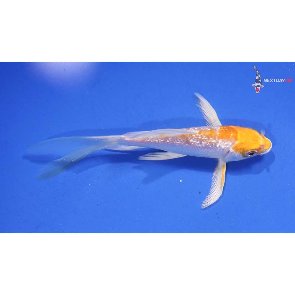 4.5” Imported Gin Rin Lemon Hariwake Butterfly Koi