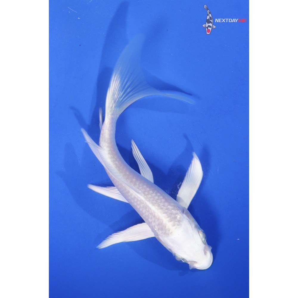 4.5” Imported Platinum Ogon Butterfly Koi