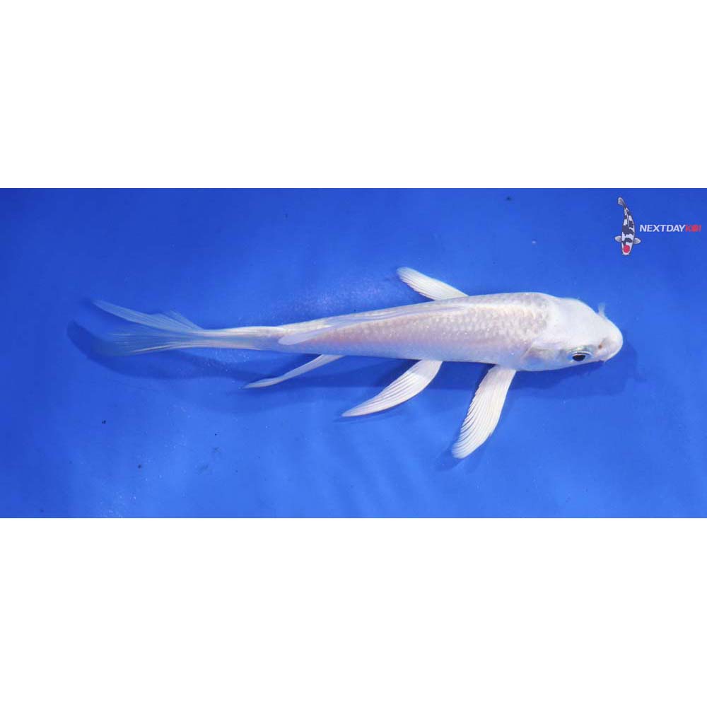 4.5” Imported Platinum Ogon Butterfly Koi