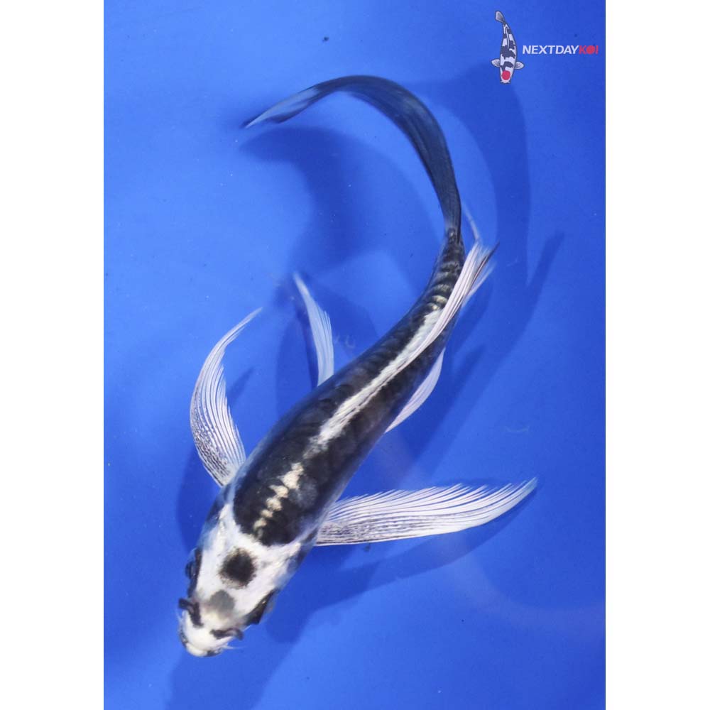5” Imported Kikokuryu Butterfly Koi