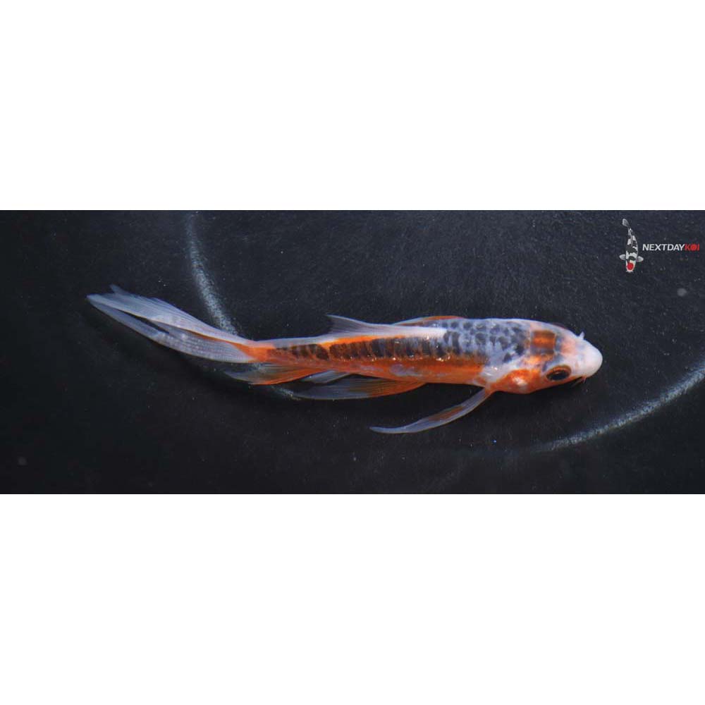5” Imported Shusui Butterfly Koi