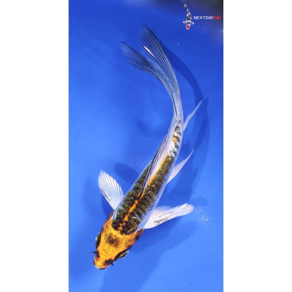 5” Imported Kujaku Butterfly Koi