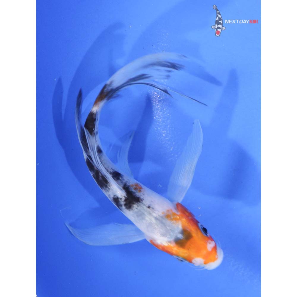 5” Imported Sanke Butterfly Koi