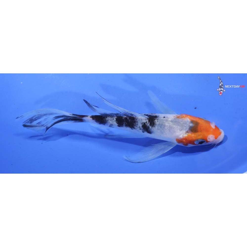 5” Imported Sanke Butterfly Koi
