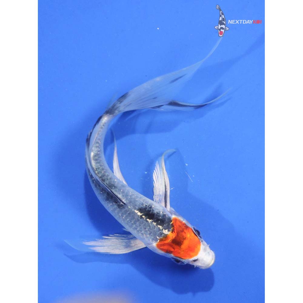 5” Imported Kujaku Butterfly Koi