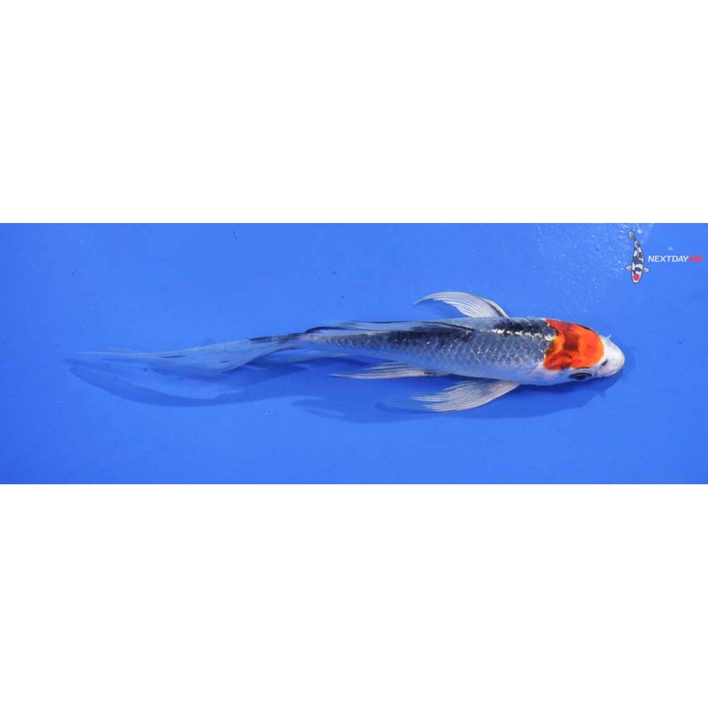 5” Imported Kujaku Butterfly Koi