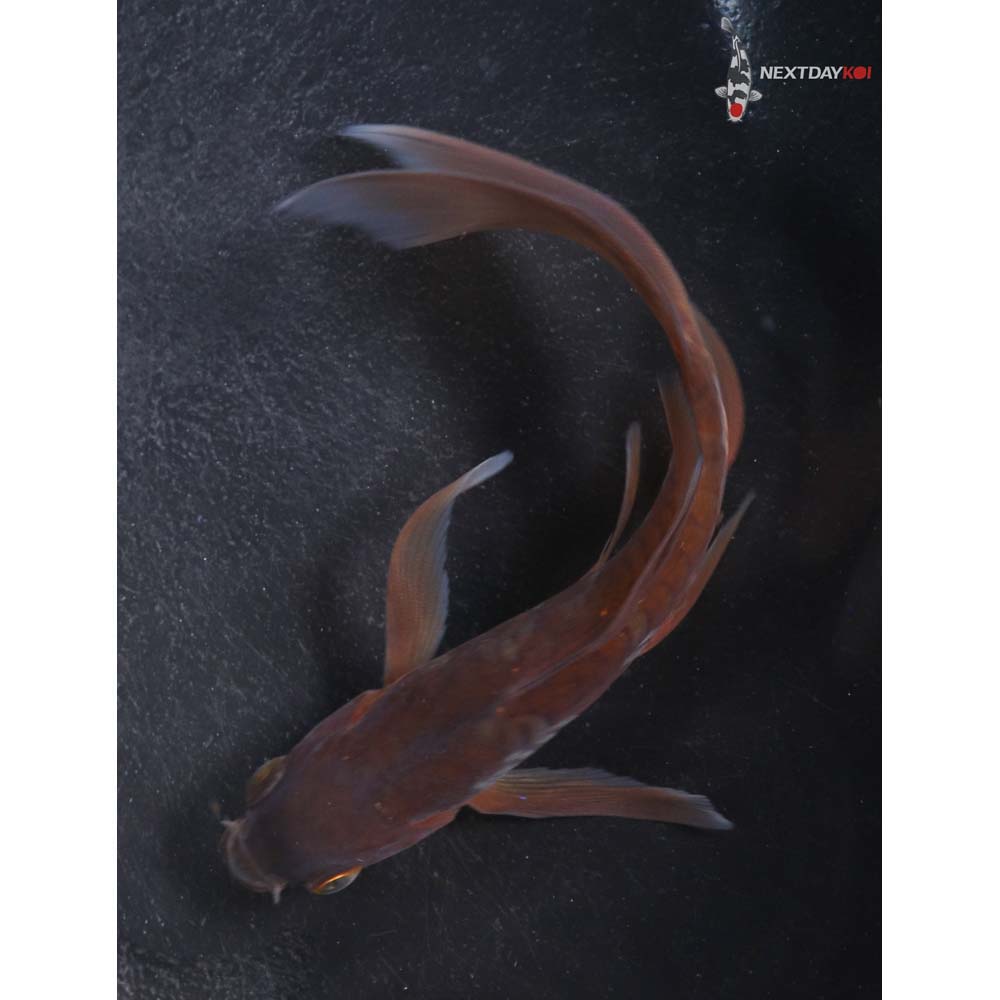 5.5” Imported Armor Scaled Chagoi Butterfly Koi