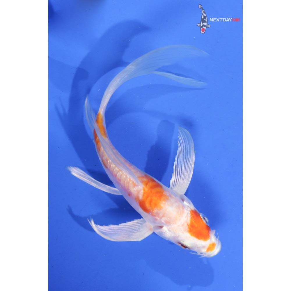 4.5” Imported Armor Scaled Hariwake Butterfly Koi