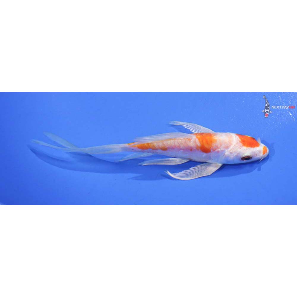 4.5” Imported Armor Scaled Hariwake Butterfly Koi