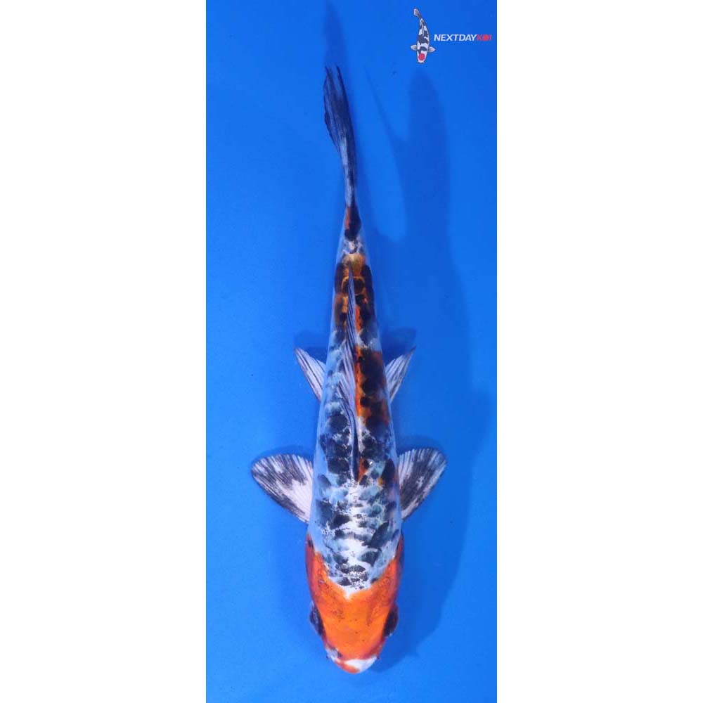 5” Imported Armor Scaled Yamato Nishiki
