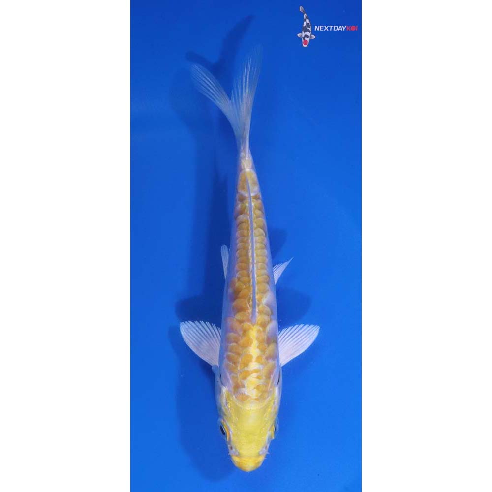 5” Imported Armor Scaled Lemon Hariwake