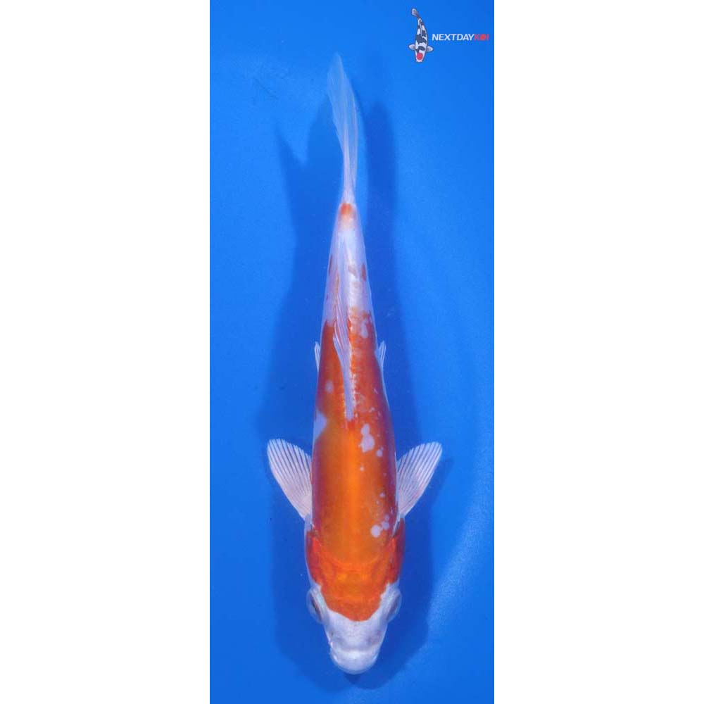 5” Imported Kikusui