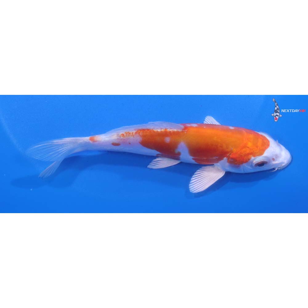 5” Imported Kikusui
