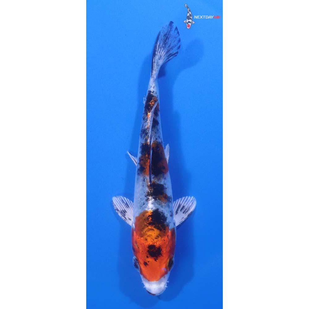 5” Imported Yamato Nishiki