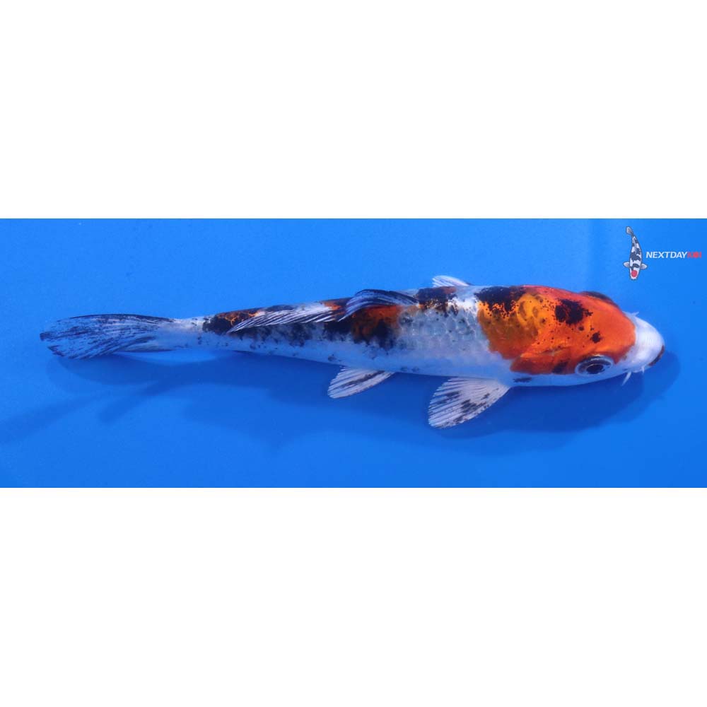 5” Imported Yamato Nishiki