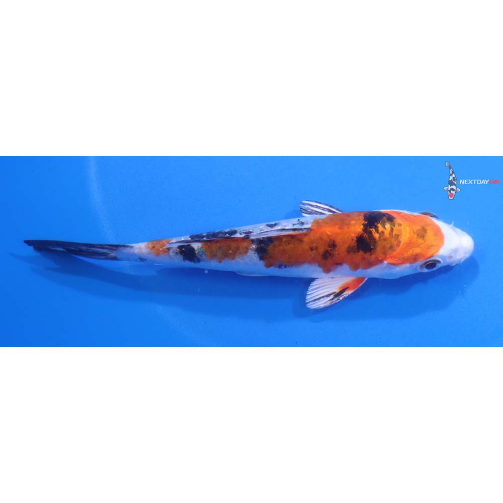 4.5” Imported Yamato Nishiki