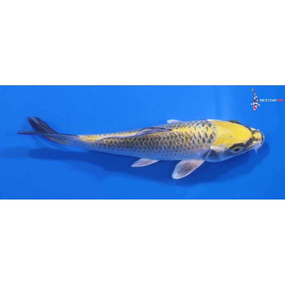5” Imported Kujaku