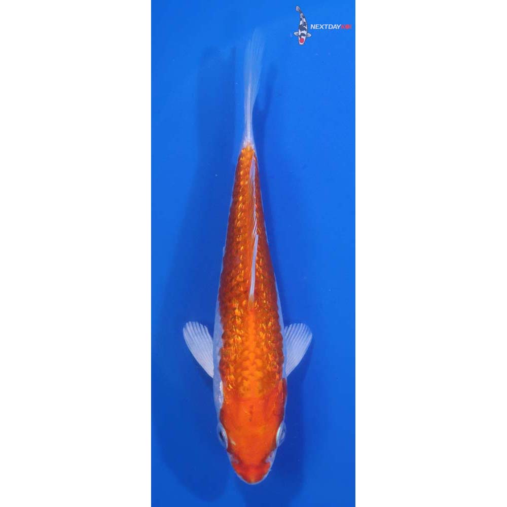 5” Imported Gin Rin Hariwake