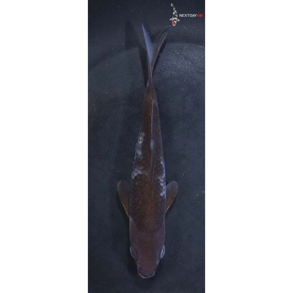 5” Imported Ochiba Shigure