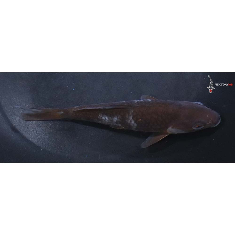 5” Imported Ochiba Shigure
