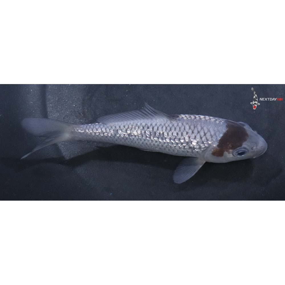 5” Imported Gin Rin Ochiba Shigure
