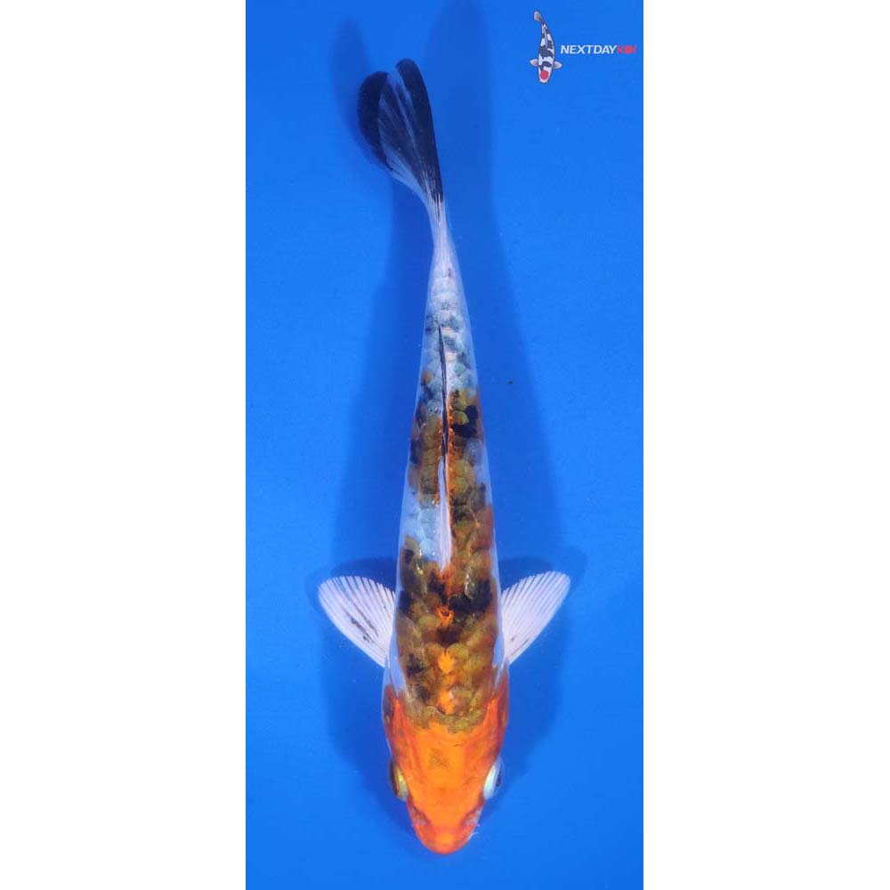 5.5” Imported Armor Scaled Yamato Nishiki
