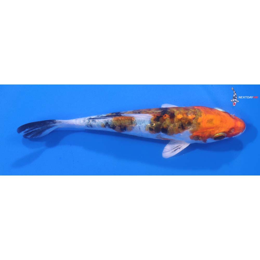 5.5” Imported Armor Scaled Yamato Nishiki