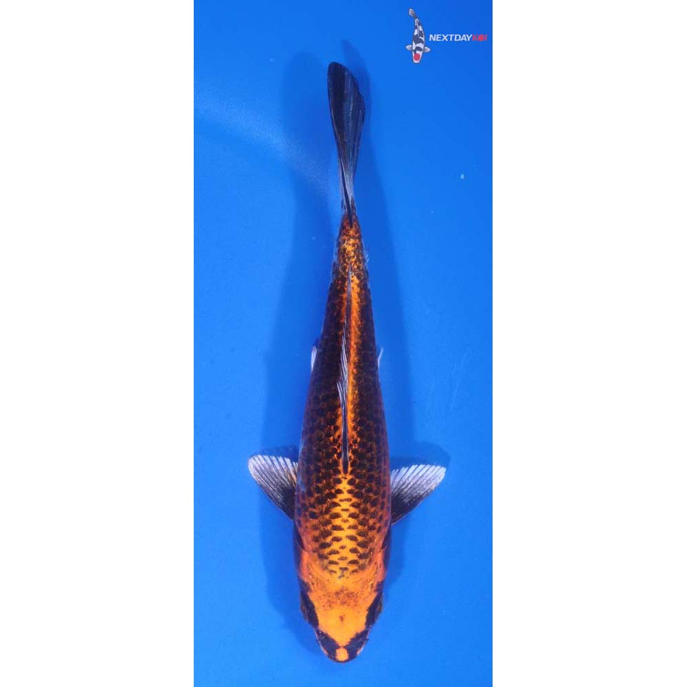 5.5” Imported Kujaku