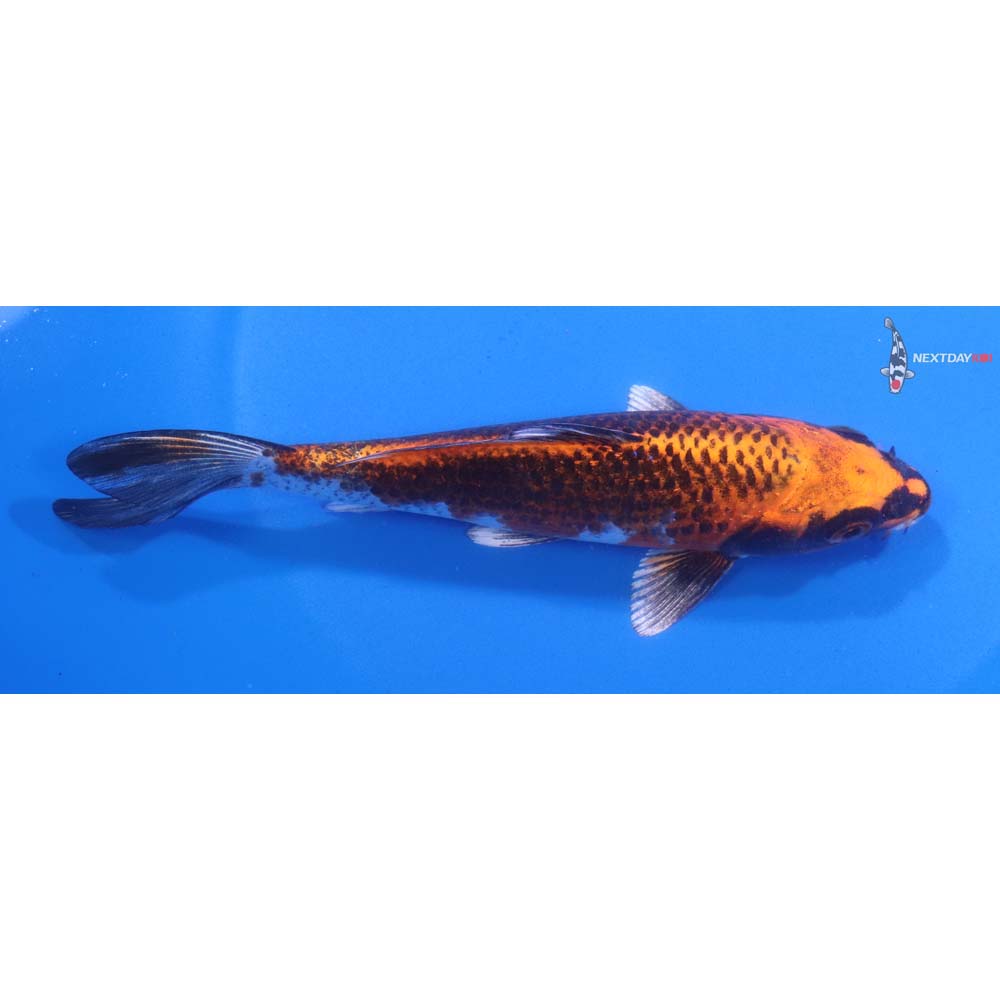 5.5” Imported Kujaku