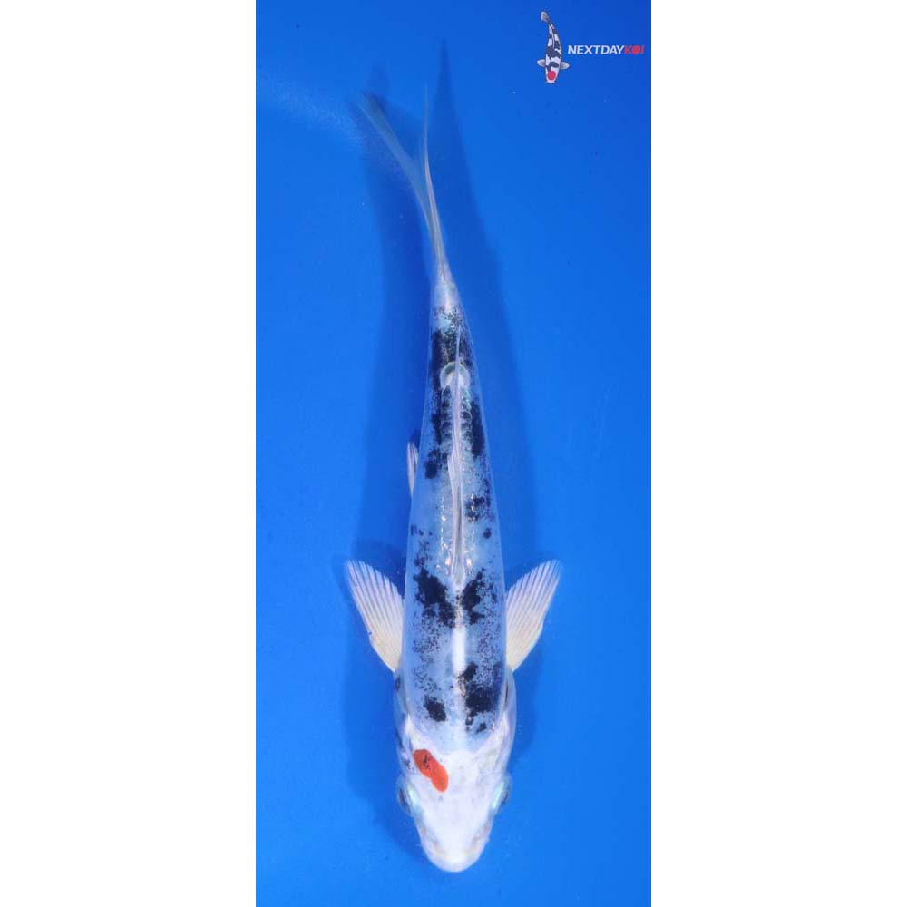 5.5” Imported Heisei Nishiki