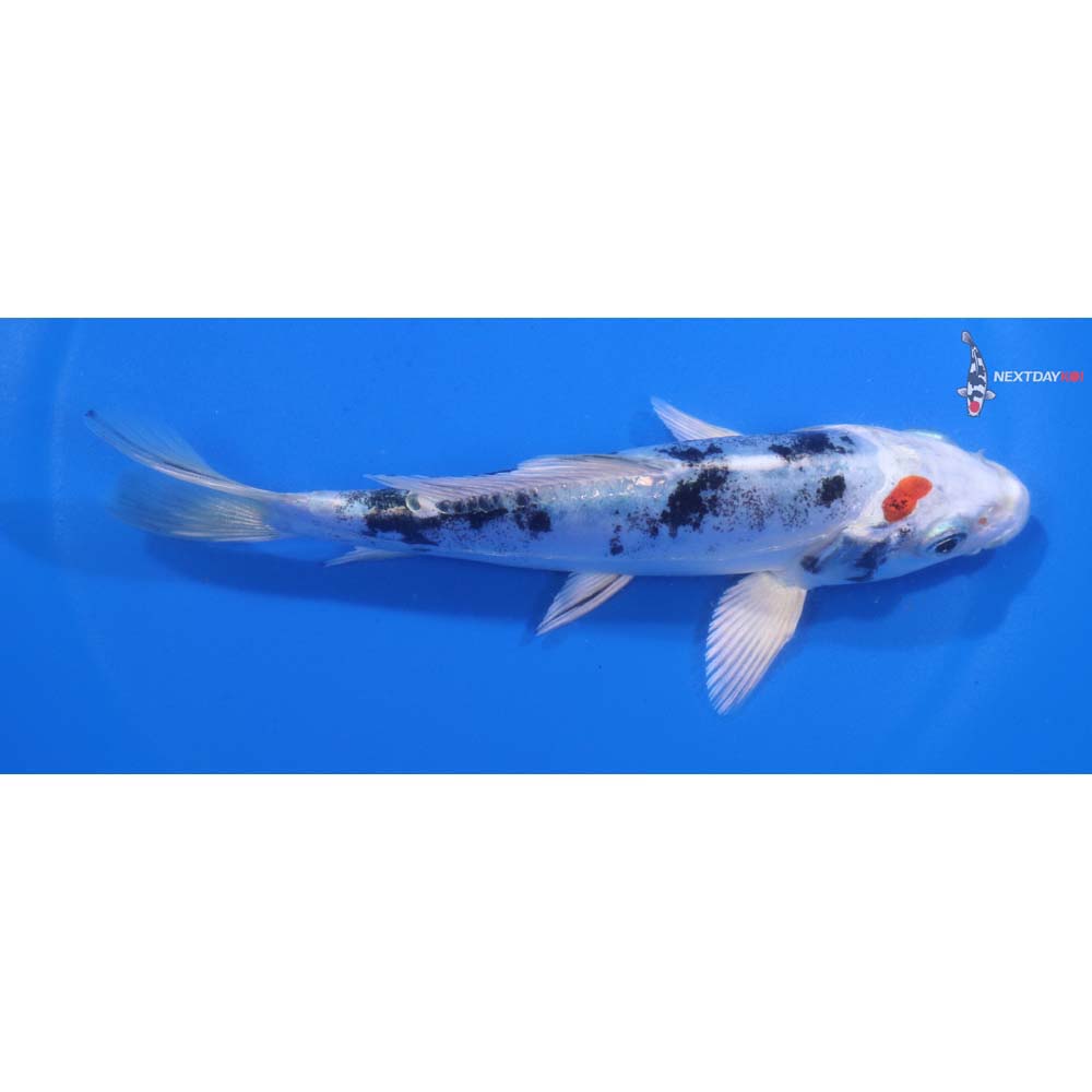 5.5” Imported Heisei Nishiki