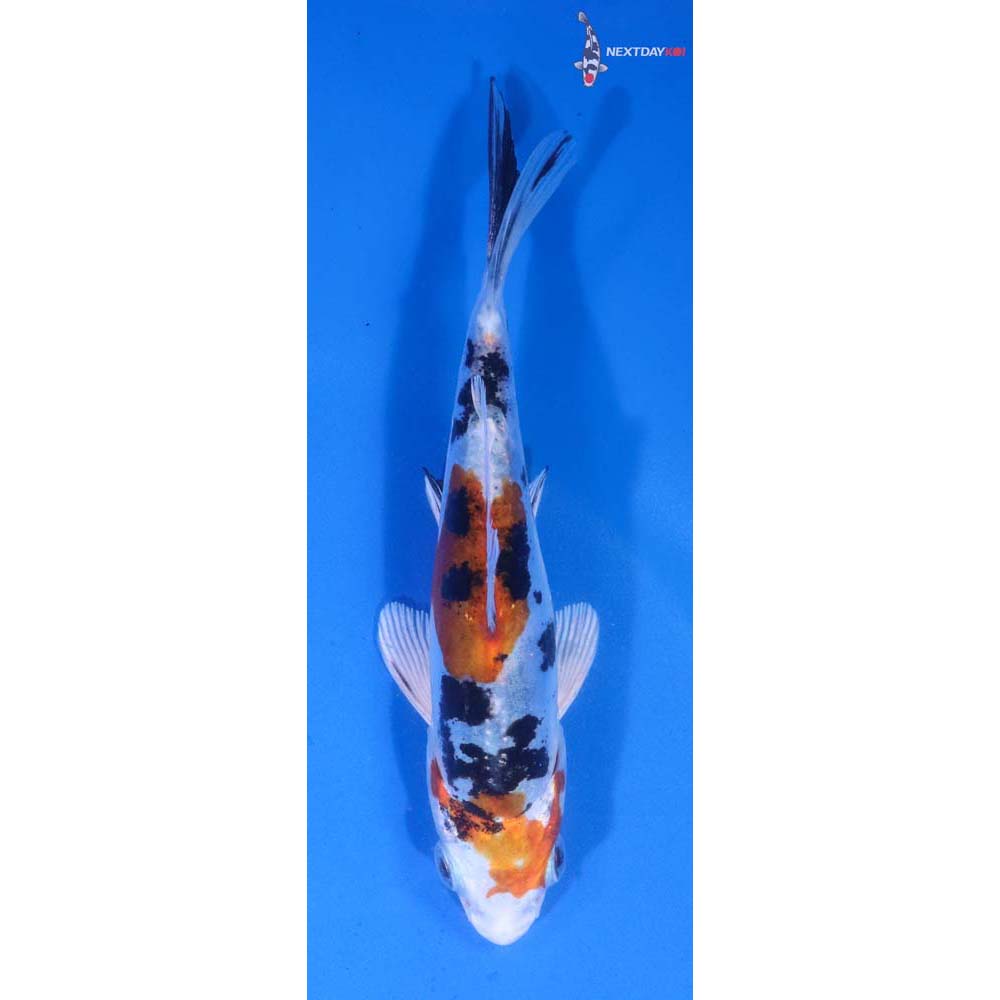 4.5” Imported Heisei Nishiki