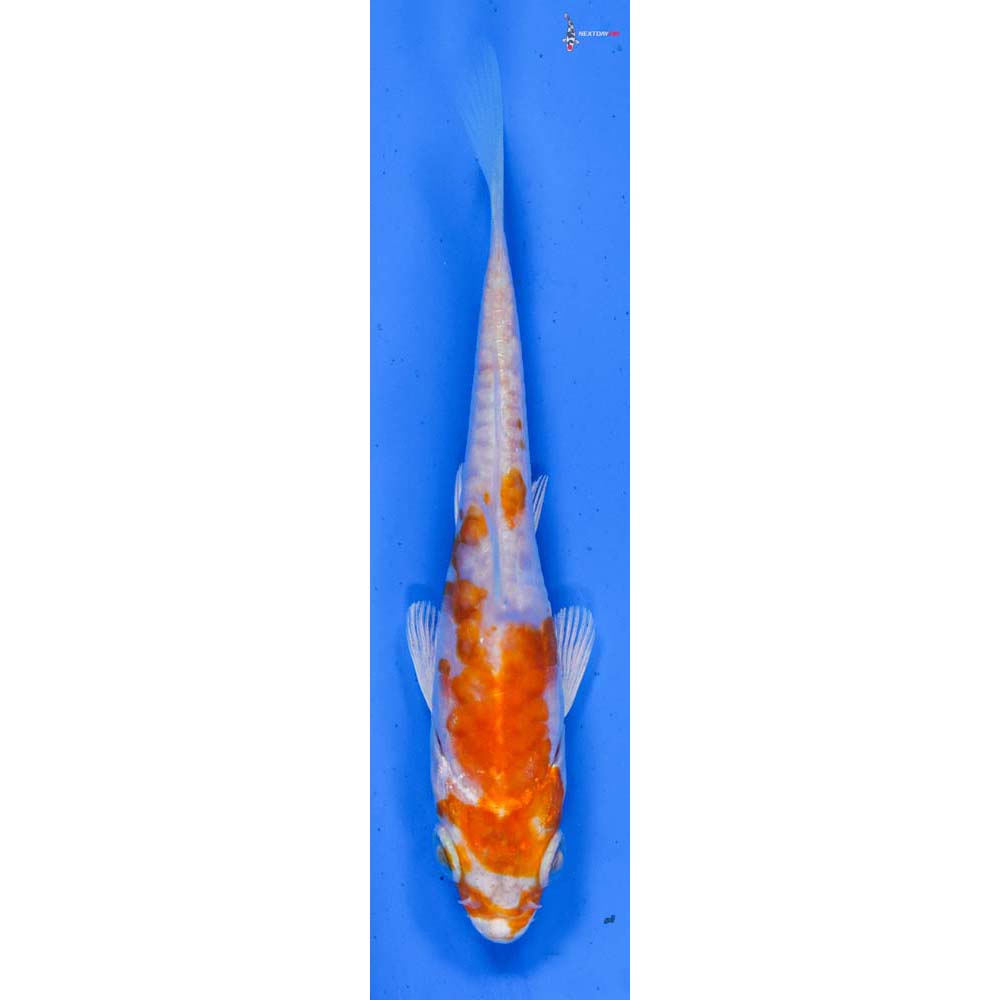 4” Imported Kikusui