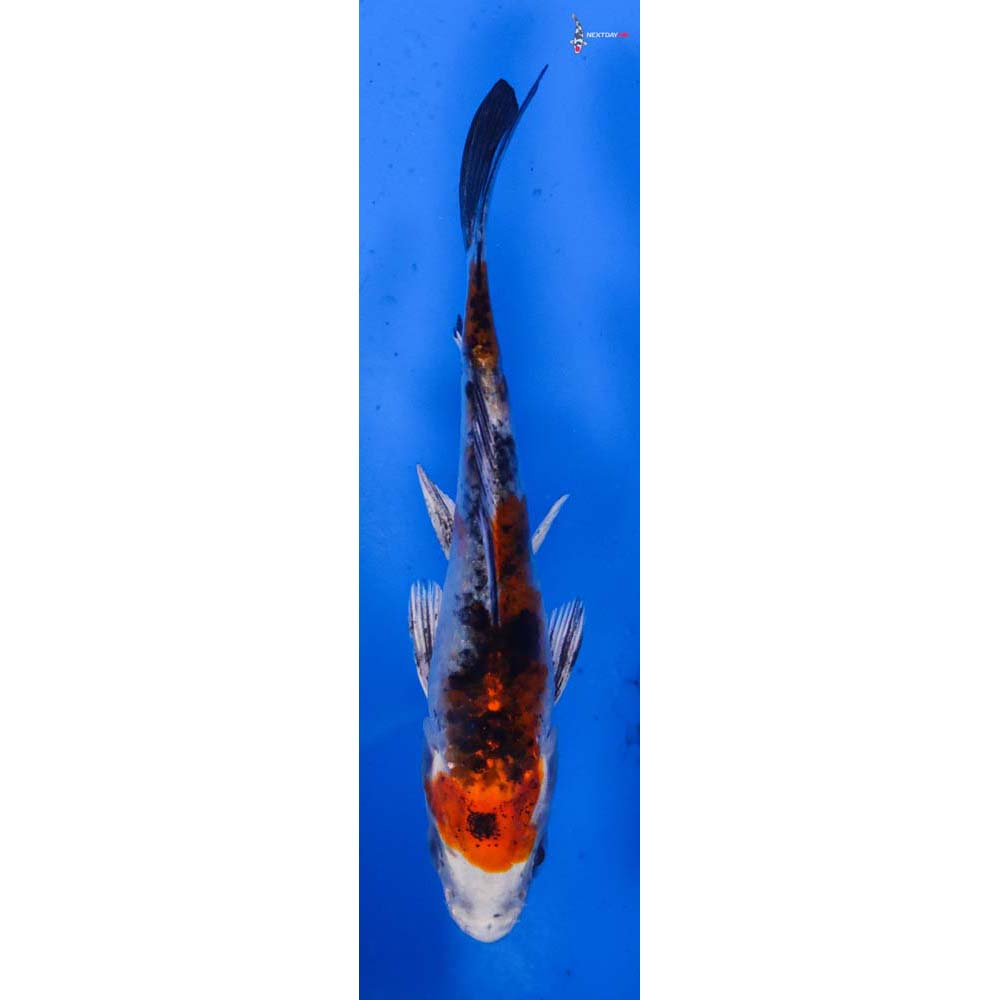 4” Imported Yamato Nishiki