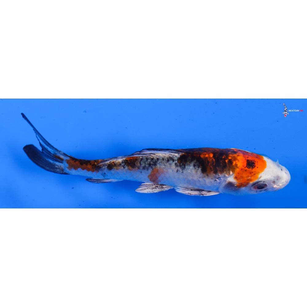4” Imported Yamato Nishiki