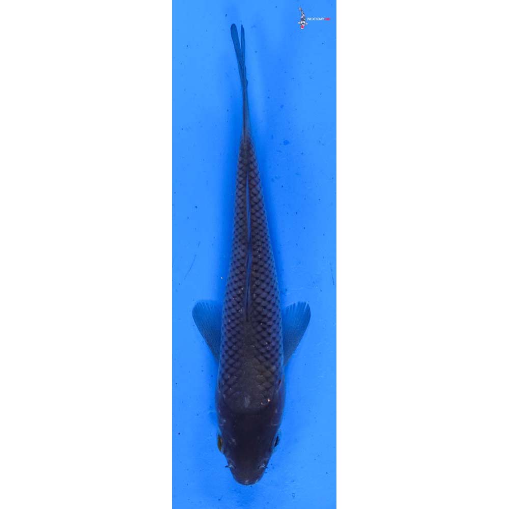4” Imported Soragoi