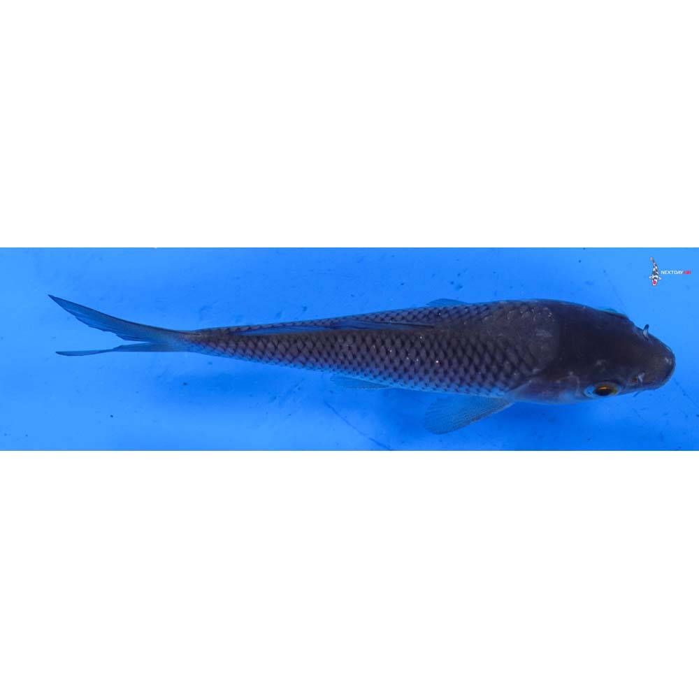 4” Imported Soragoi