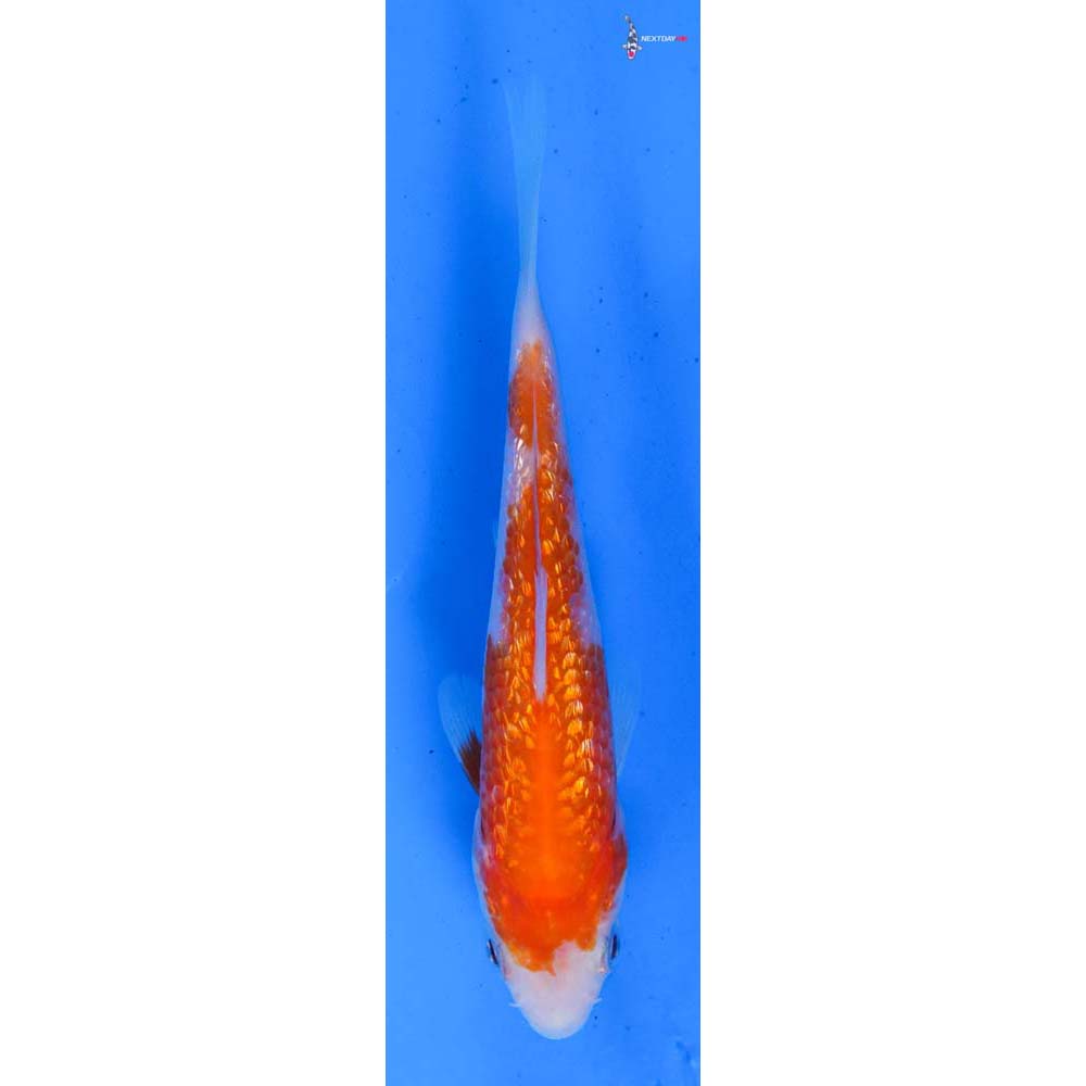 4” Imported Gin Rin Kohaku