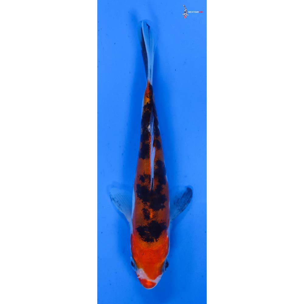 4” Imported Doitsu Sanke