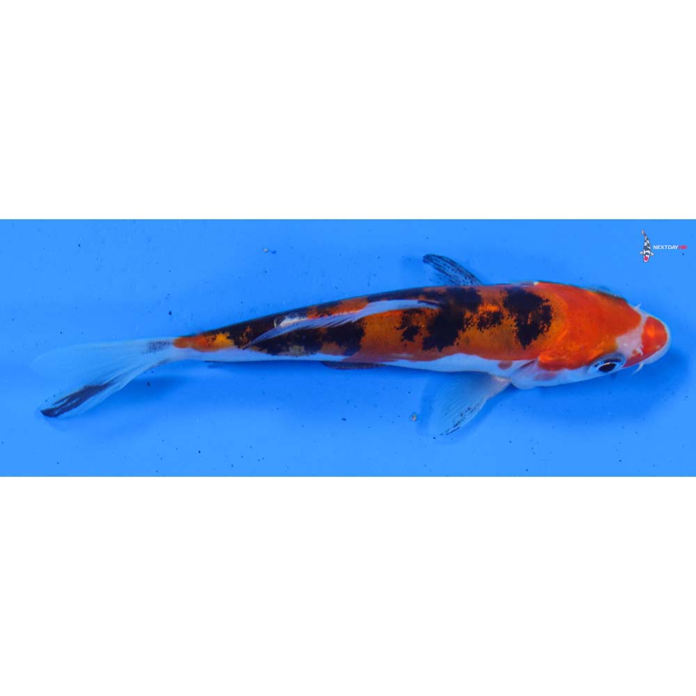 4” Imported Doitsu Sanke