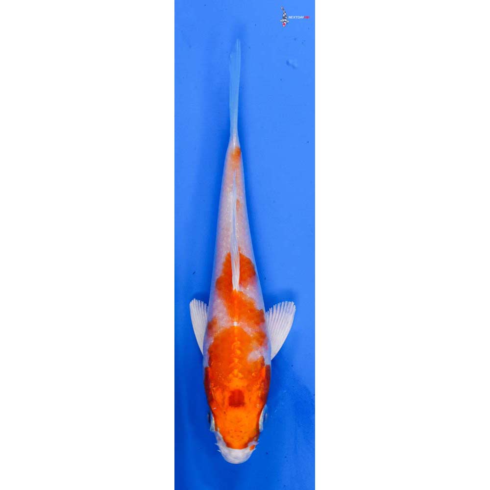 4” Imported Hariwake
