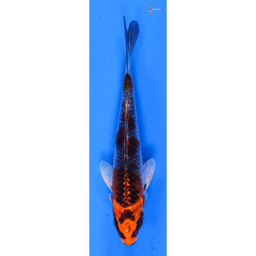 4.5” Imported Kujaku