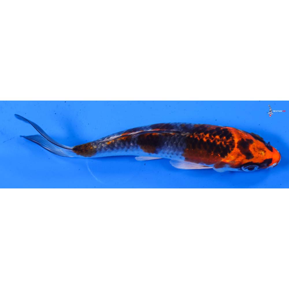 4.5” Imported Kujaku