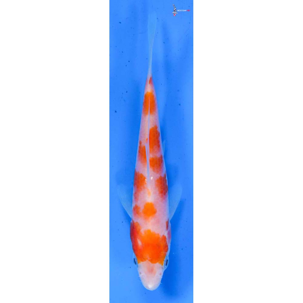 4.5” Imported Kohaku
