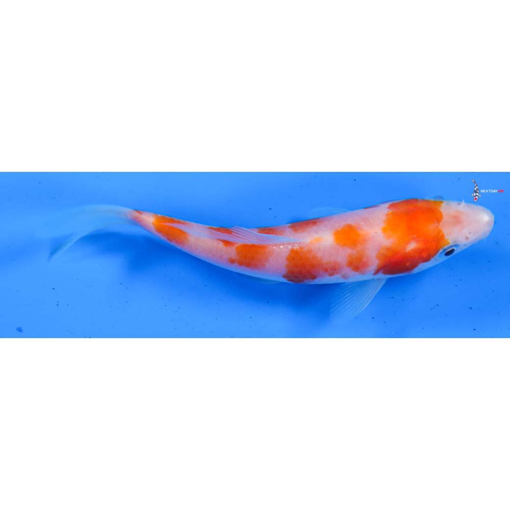 4.5” Imported Kohaku