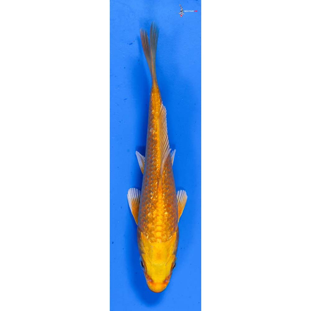 4.5” Imported Gin Rin Yamabuki Ogon