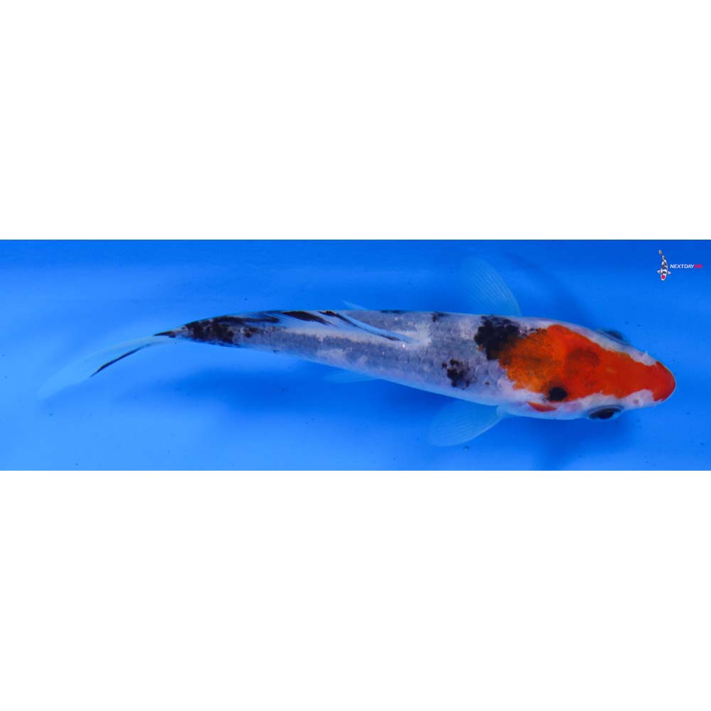 4” Imported Sanke