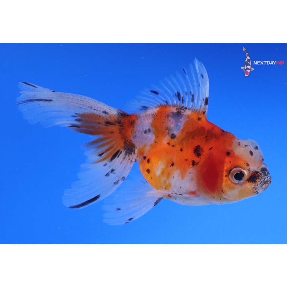 4” Imported Calico Oranda