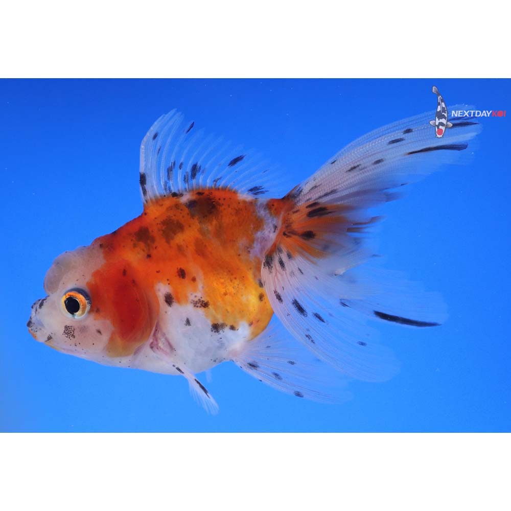 4” Imported Calico Oranda